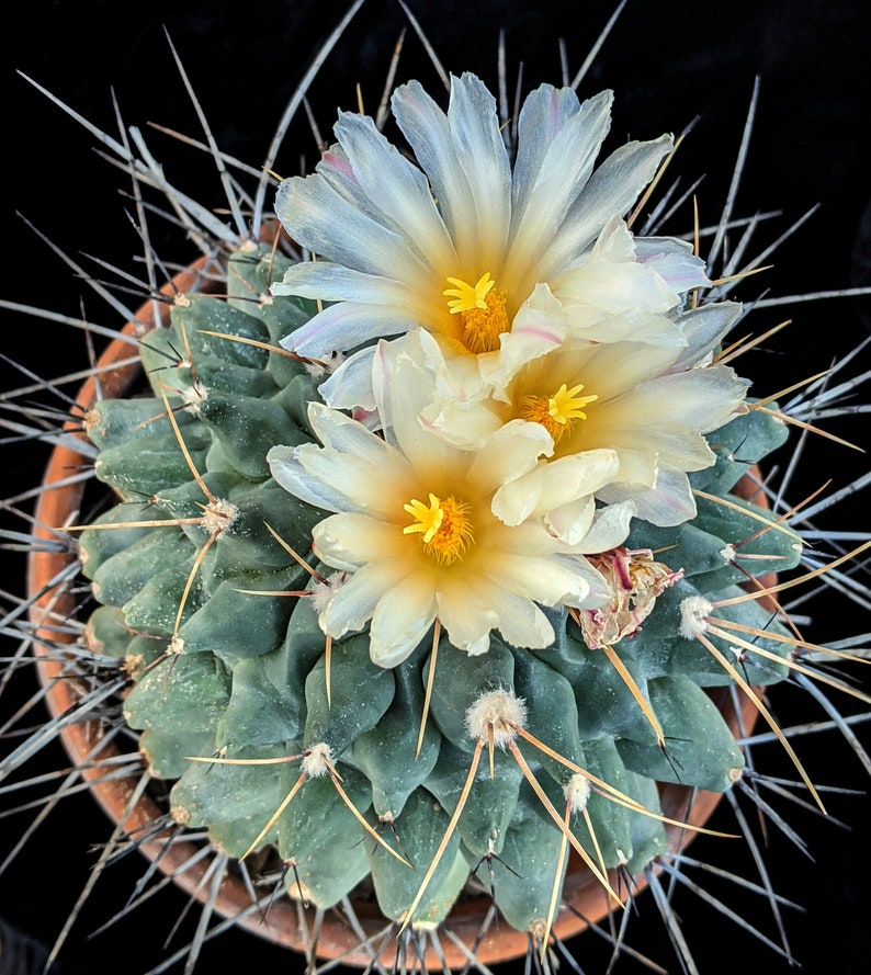 Thelocactus rinconensis var. lophothele, 20 sds image 1