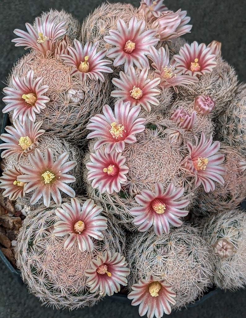 Mammillaria lasiacantha, 20 seeds image 1