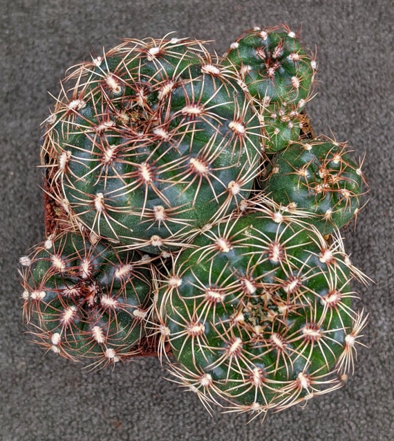 Gymnocalycium mesopotamicum, 20 semillas - Etsy Espaa