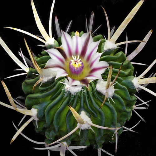 Echinofossulocactus phyllacanthus, 20 seeds