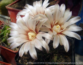 Gymnocalycium erinaceum, 20 seeds