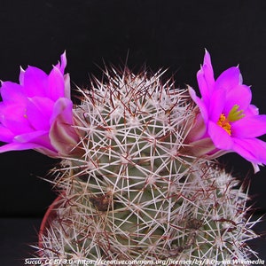 Mammillaria schumannii (LO48), 20 seeds