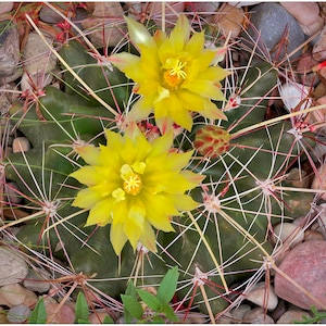 Ferocactus hamatacanthus, 20 seeds