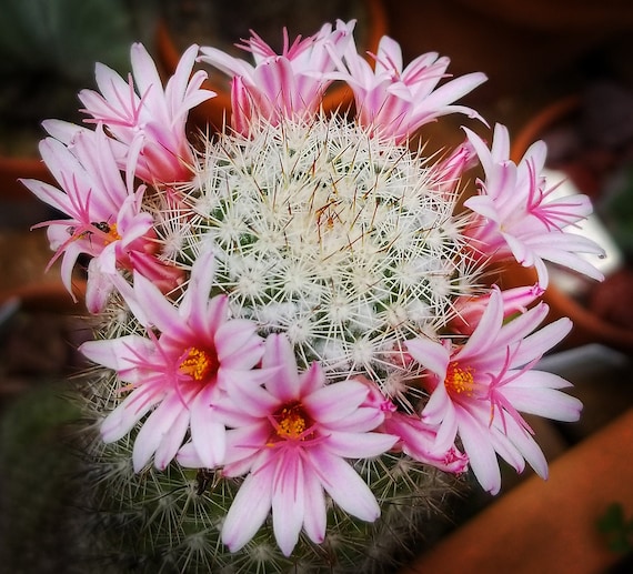 Mammillaria albicans 20 seeds | Etsy