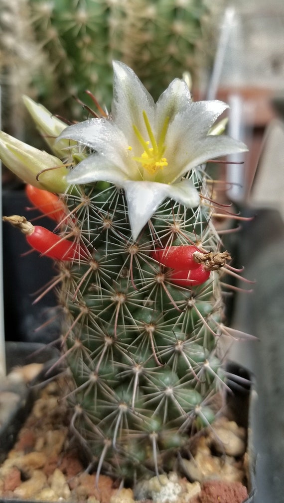 Mammillaria hutchinsoniana var. louisae, 20 seeds