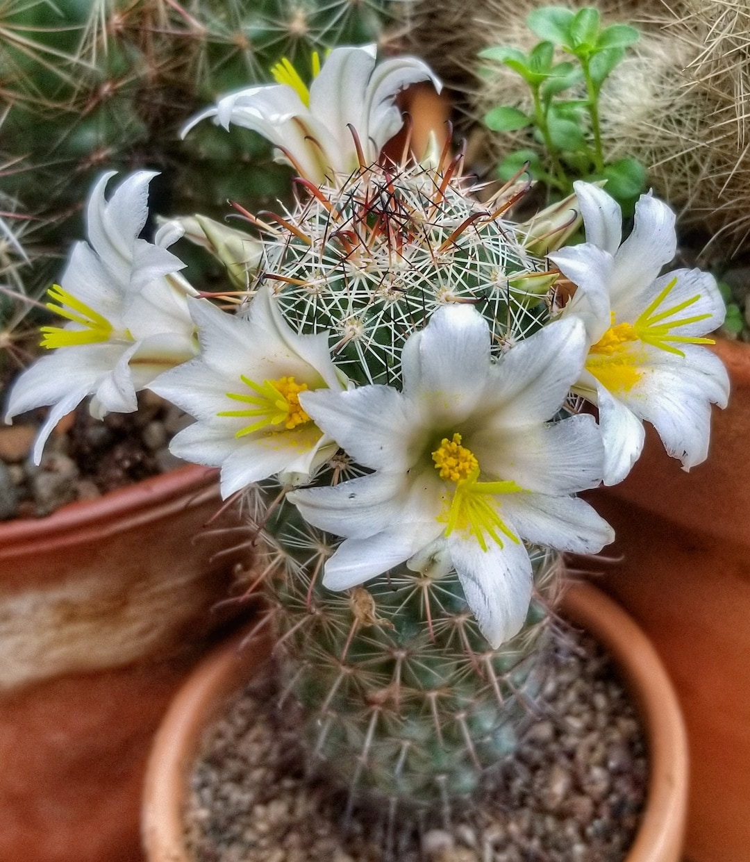 Mammillaria Hutchinsoniana Var. Louisae, 20 Seeds - Etsy