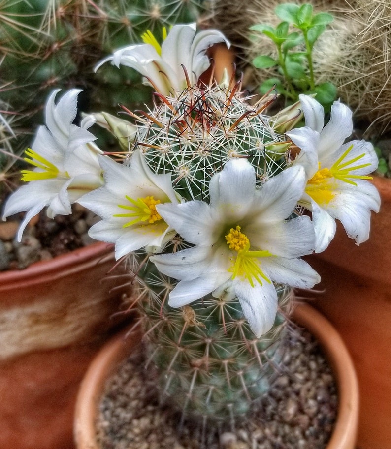 Mammillaria hutchinsoniana var. louisae, 20 seeds image 1