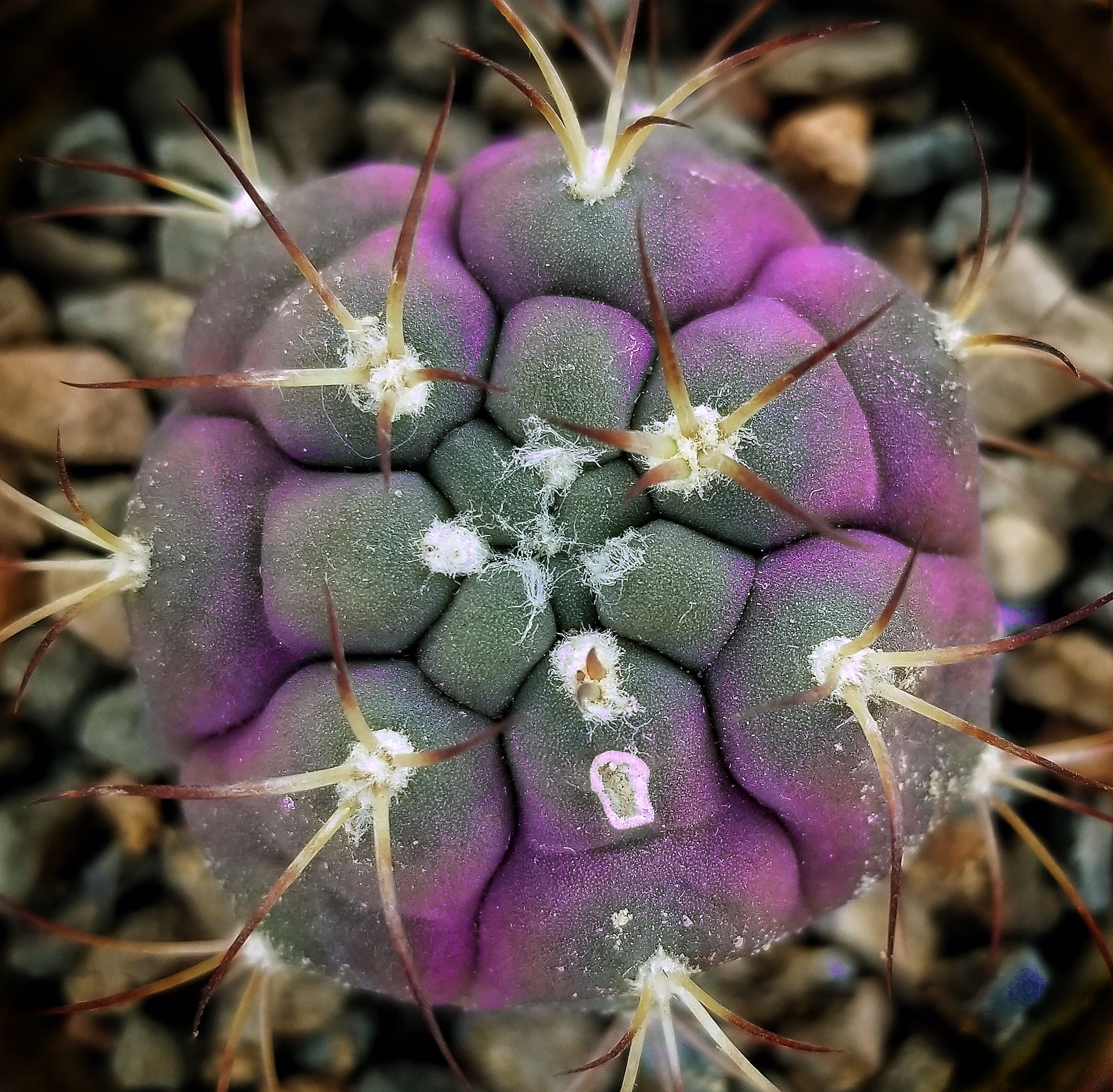 mammillaria eriacantha Buy 