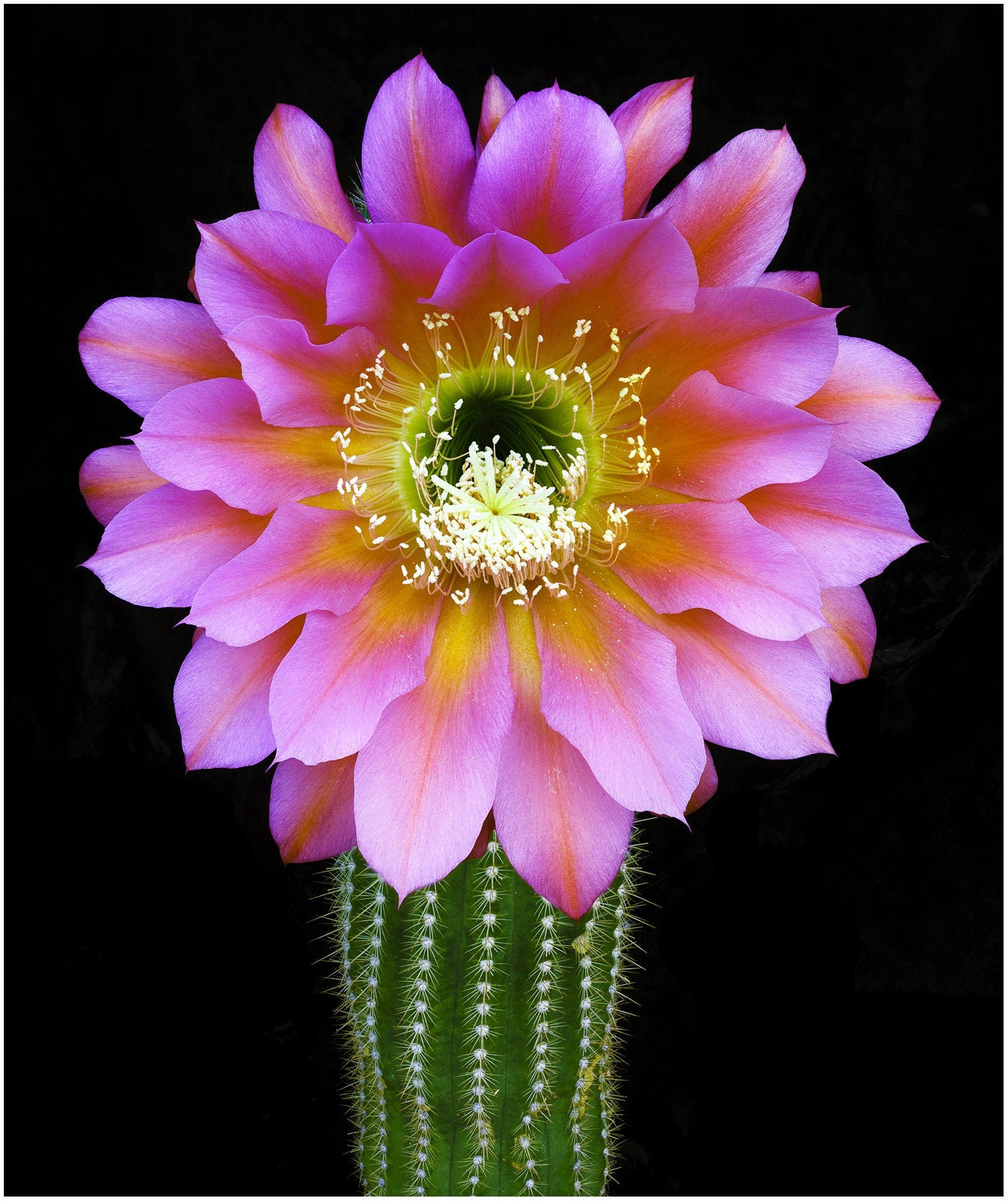 Echinopsis hybrid Flying Saucer Trichocereus Etsy