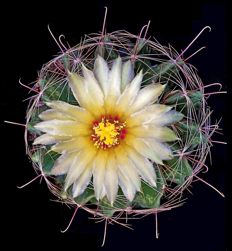 Thelocactus setispinus seeds, 20 seeds image 2