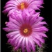 see more listings in the Cactus seeds section