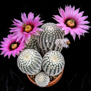 Echinocereus fitchii var. bergmannii, 20 seeds image 1