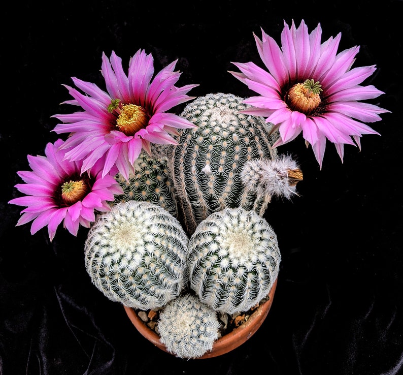 Echinocereus fitchii var. bergmannii, 20 seeds image 1