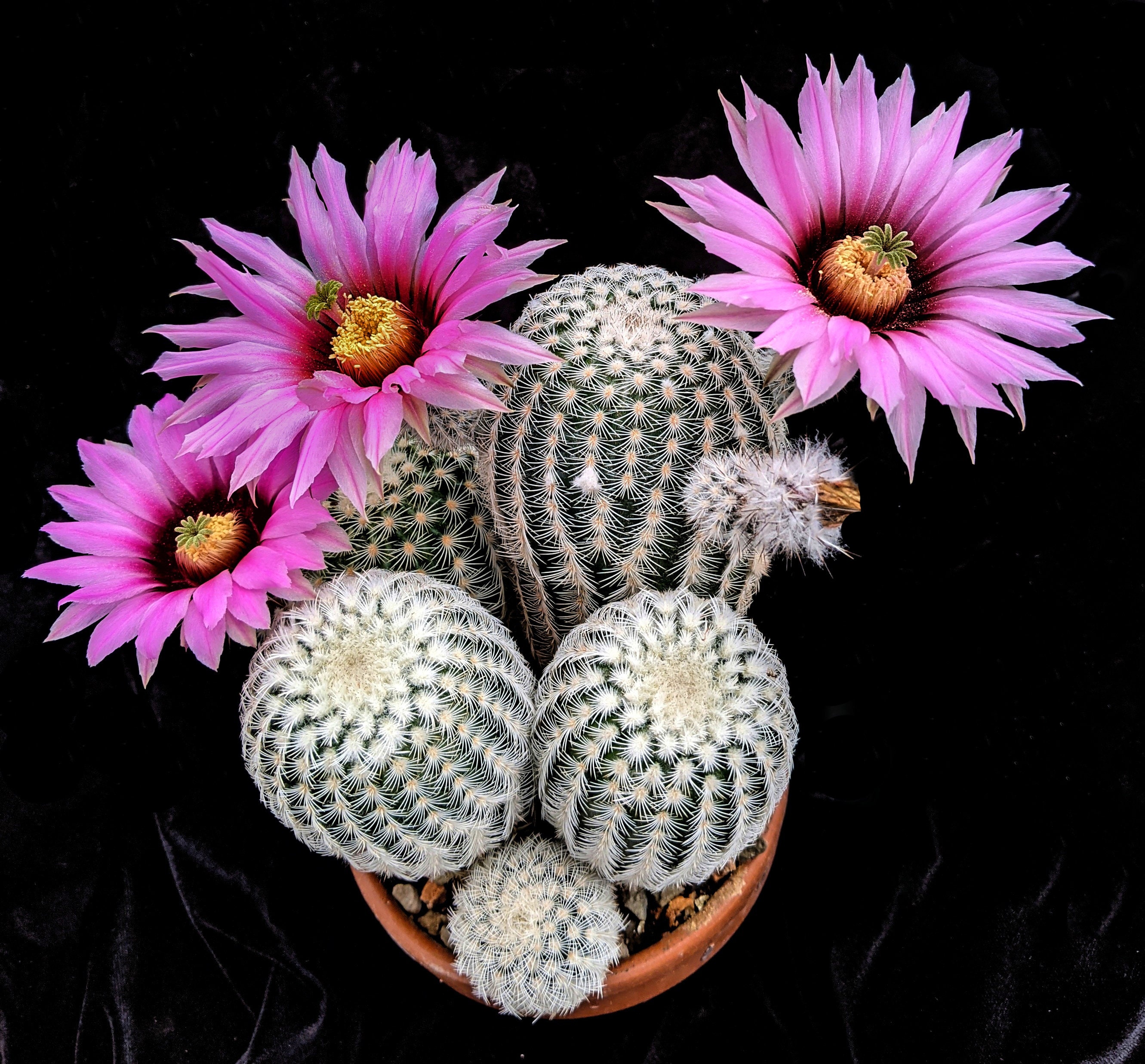 elefantenfuß wundverschluss Elefantenfuß 150-170 cm Beaucarnea recurvata Flaschenbaum Wasserpalme main image 0