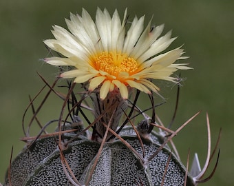 May include: Close-up of a cactus with a vibrant yellow and orange flower in full bloom. The flower's petals are delicate, and the center is filled with tiny yellow stamens. The cactus body is green with white spots and surrounded by long, sharp spines.