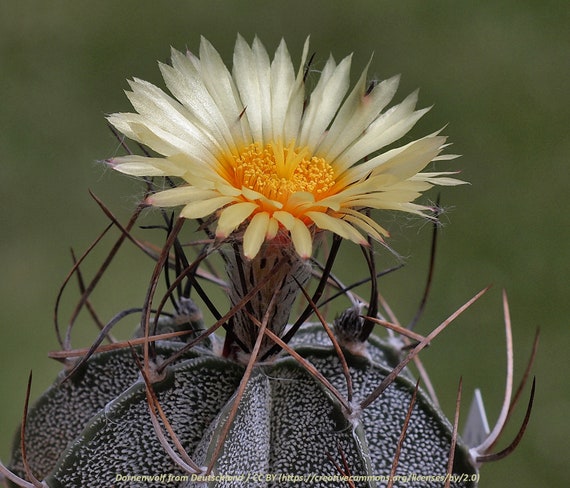 Astrophytum capricorne var. niveum, 20 seeds