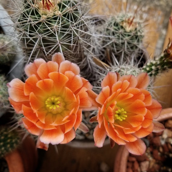 Echinocereus X Roetteri, 20 Seeds - Etsy