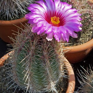 Thelocactus bicolor, 20 seeds image 1