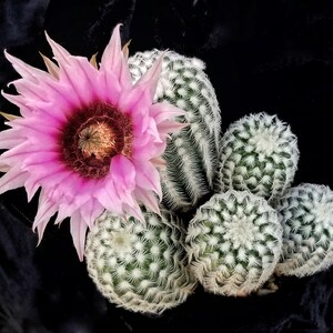 Echinocereus fitchii var. bergmannii, 20 semillas imagen 3