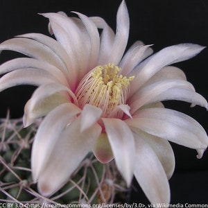 Gymnocalycium capillense, 20 seeds
