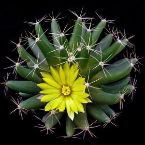 Mammillaria longimamma v. uberiformis, 20 seeds image 1