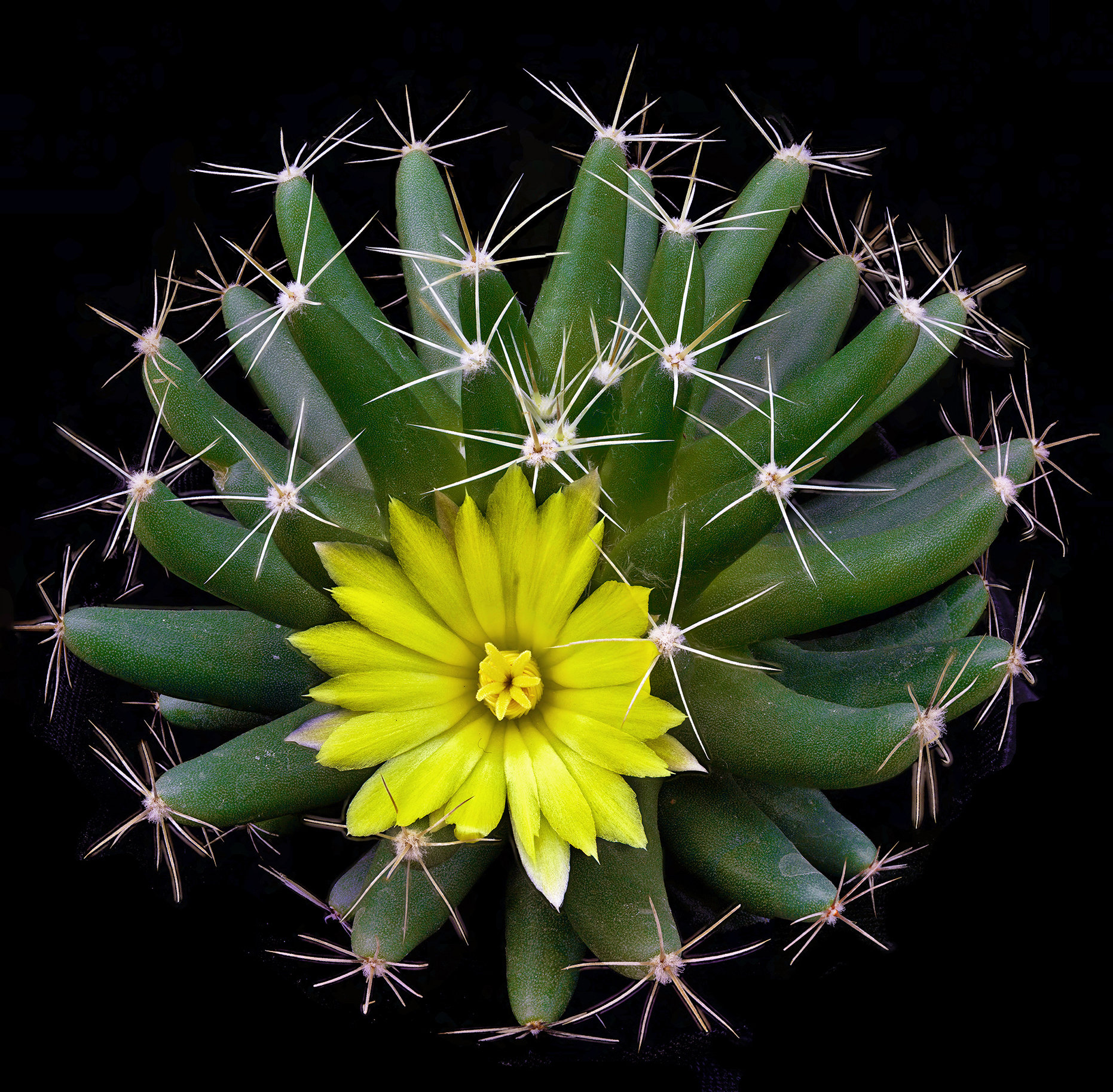 Mammillaria Longimamma V. Uberiformis, 20 Seeds - Etsy