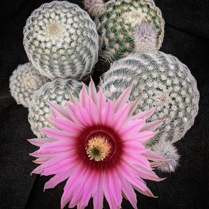 Echinocereus fitchii var. bergmannii, 20 semillas imagen 2