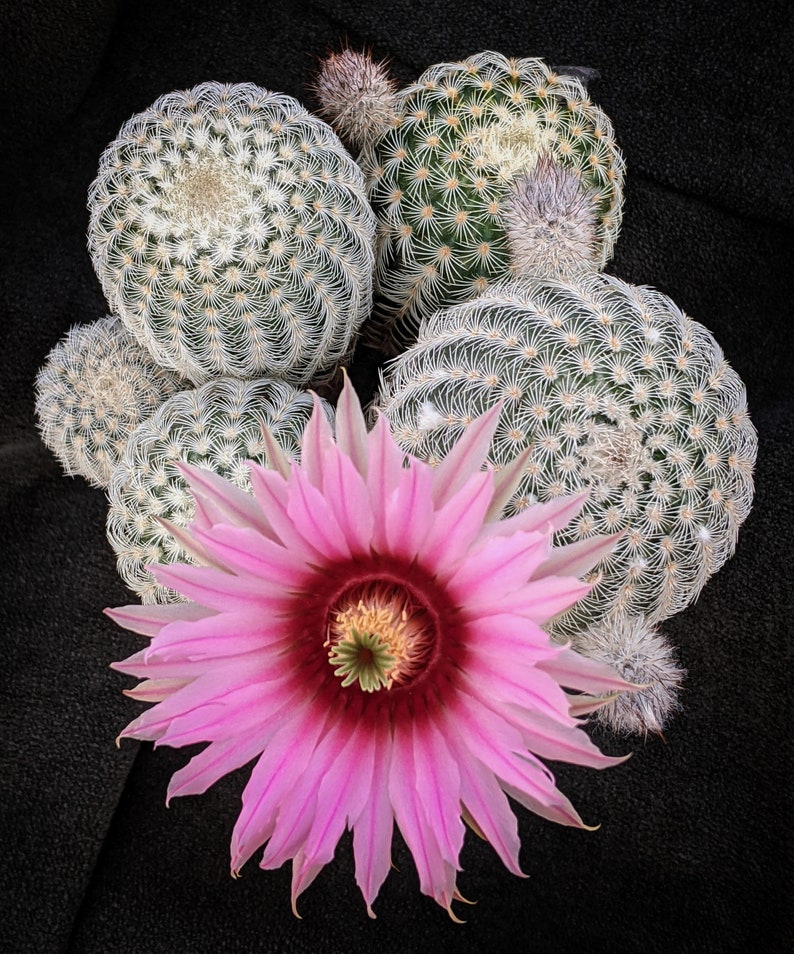 Echinocereus fitchii var. bergmannii, 20 semillas imagen 2