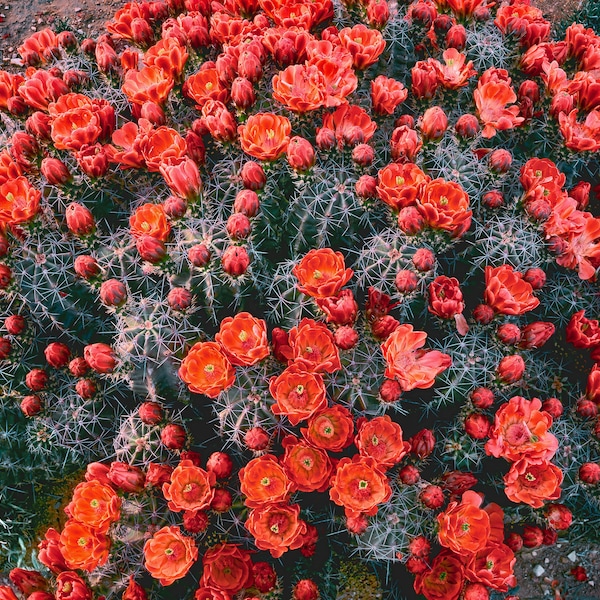 Echinocereus coccineus ssp. paucispinus (Claret cup cactus) Brewster County, TX,  20 seeds