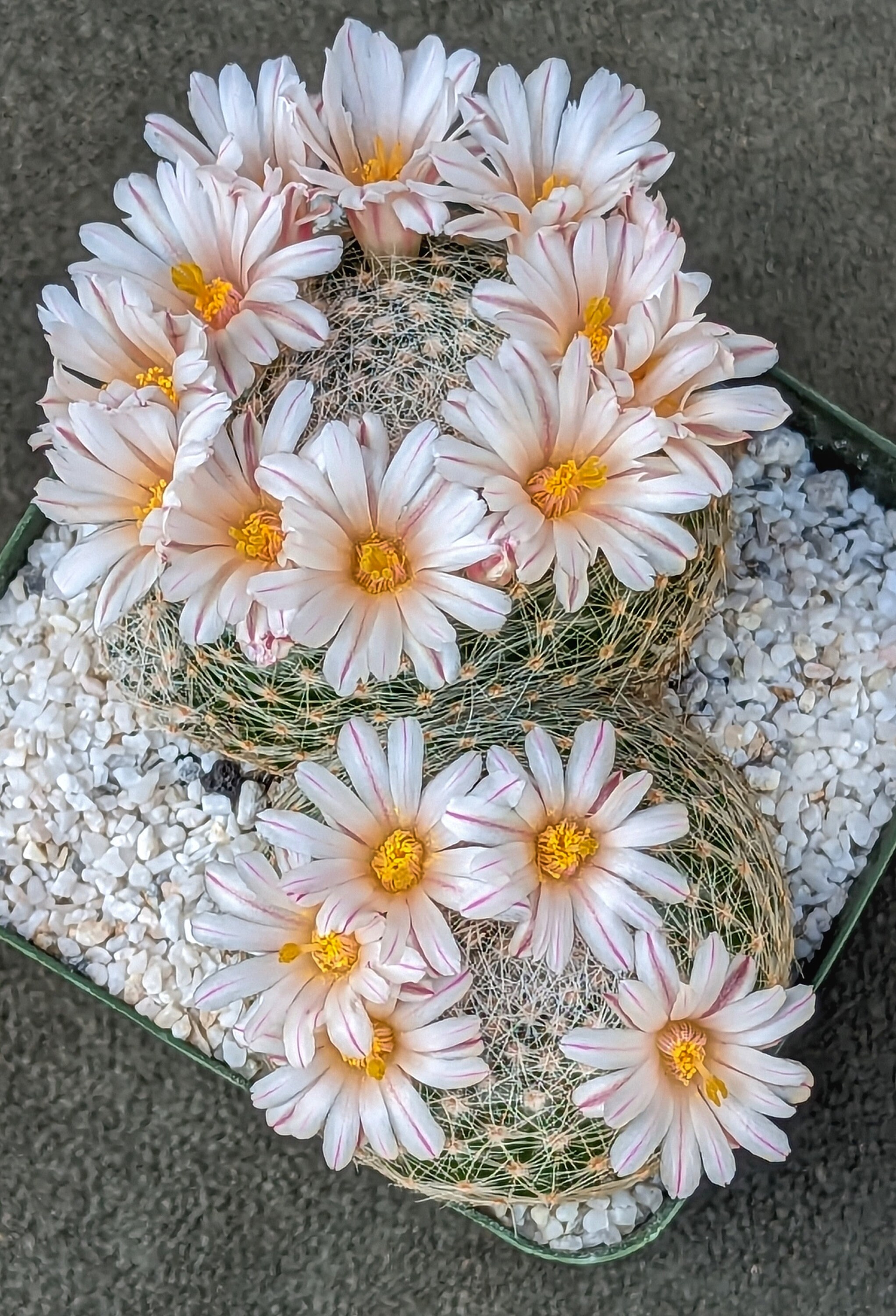 Mammillaria Lenta, 20 Seeds - Etsy