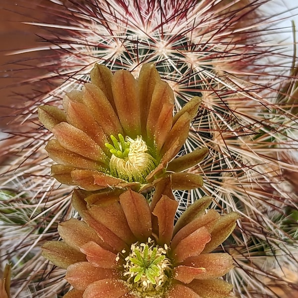 Echinocereus viridiflorus ssp. chloranthus,  20 seeds