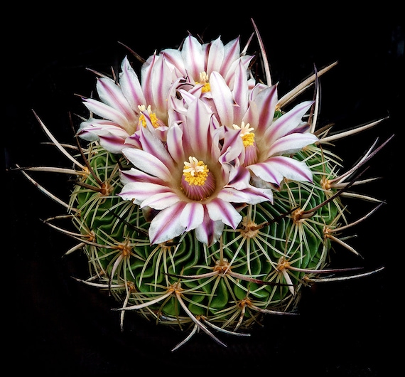 Echinofossulocactus multicostatus 20 seeds | Etsy