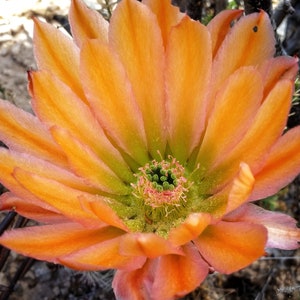 Echinocereus dasyacanthus pink, red, orange flowers, Pecos County, TX, 25 seeds image 4