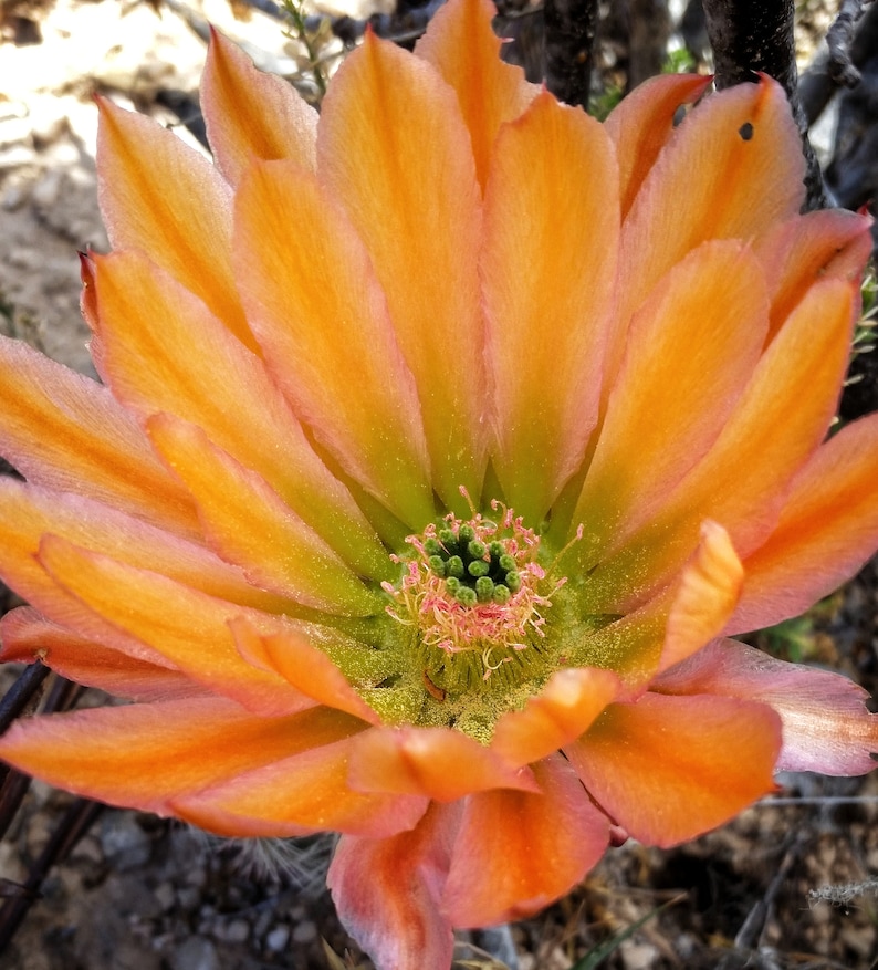 Echinocereus dasyacanthus pink, red, orange flowers, Pecos County, TX, 25 seeds image 4