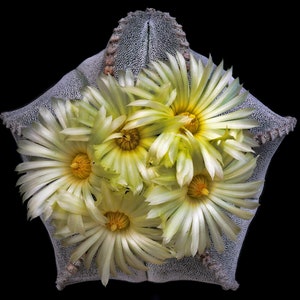May include: A close-up of a star-shaped cactus with multiple yellow flowers. The cactus has a textured, gray-white surface with small dots. The flowers have yellow centers and white petals, set against a black background.