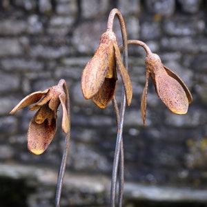 Metal Snowdrop Flower Sculptures for the Garden. 1 Metre Tall Rusty Garden Art Ornaments