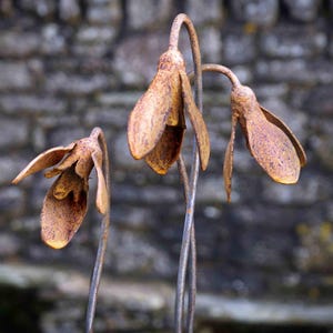 Metal Snowdrop Flower Sculptures for the Garden. 1 Metre Tall Rusty Garden Art Ornaments image 1
