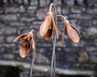 Metal Snowdrop Flower Sculptures for the Garden. 1 Metre Tall Rusty Garden Art Ornaments