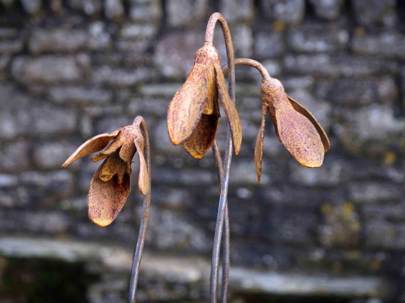 Metal Snowdrop Flower Sculptures for the Garden. 1 Metre Tall Rusty Garden Art Ornaments image 1