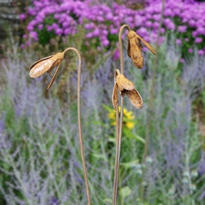 Metal Snowdrop Flower Sculptures for the Garden. 1 Metre Tall Rusty Garden Art Ornaments image 3