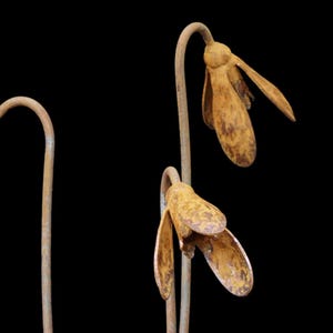 Metal Snowdrop Flower Sculptures for the Garden. 1 Metre Tall Rusty Garden Art Ornaments image 2