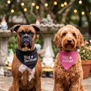 May include: A brown Boxer dog wearing a black triangular bandana with the white text Big Brother and a paw print, and a golden-brown curly-haired dog wearing a pink triangular bandana with the white text big sister and a paw print.