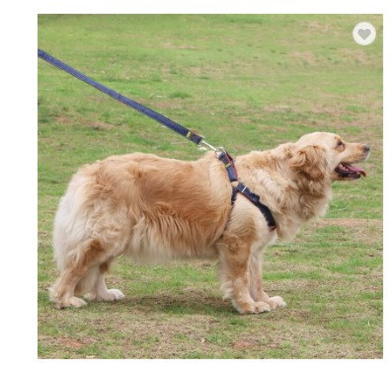 Harness Collar Leash Personalized Dog Harness and Dog Etsy