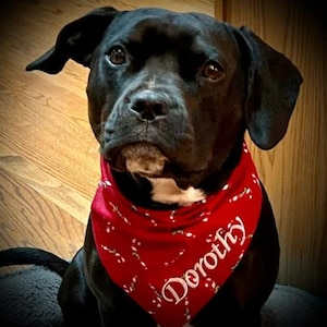 May include: A black dog wearing a red bandana with white candy cane designs and the name "Dorothy" embroidered on it.