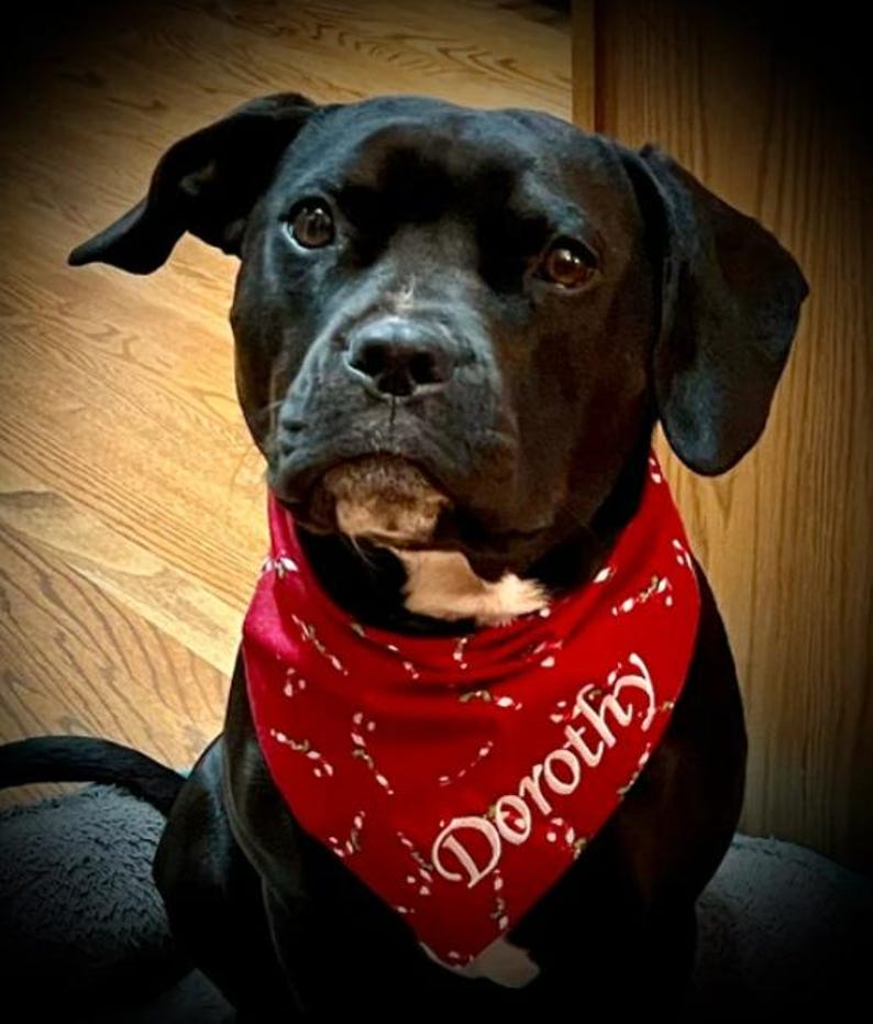 May include: A black dog wearing a red bandana with white candy cane designs and the name "Dorothy" embroidered on it.