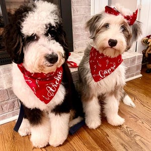 May include: Two dogs wearing red and white candy cane patterned bandanas with their names, Archie and Capri, embroidered on them. The dogs are sitting on a wooden floor.