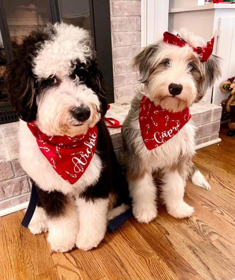 May include: Two dogs wearing red and white candy cane patterned bandanas with their names, Archie and Capri, embroidered on them. The dogs are sitting on a wooden floor.