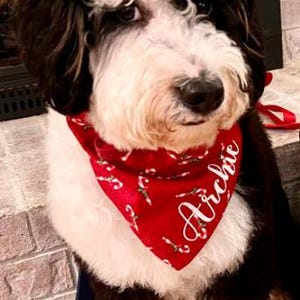 May include: A white and black dog wearing a red bandana with white candy canes and the name "Archie" embroidered on it.