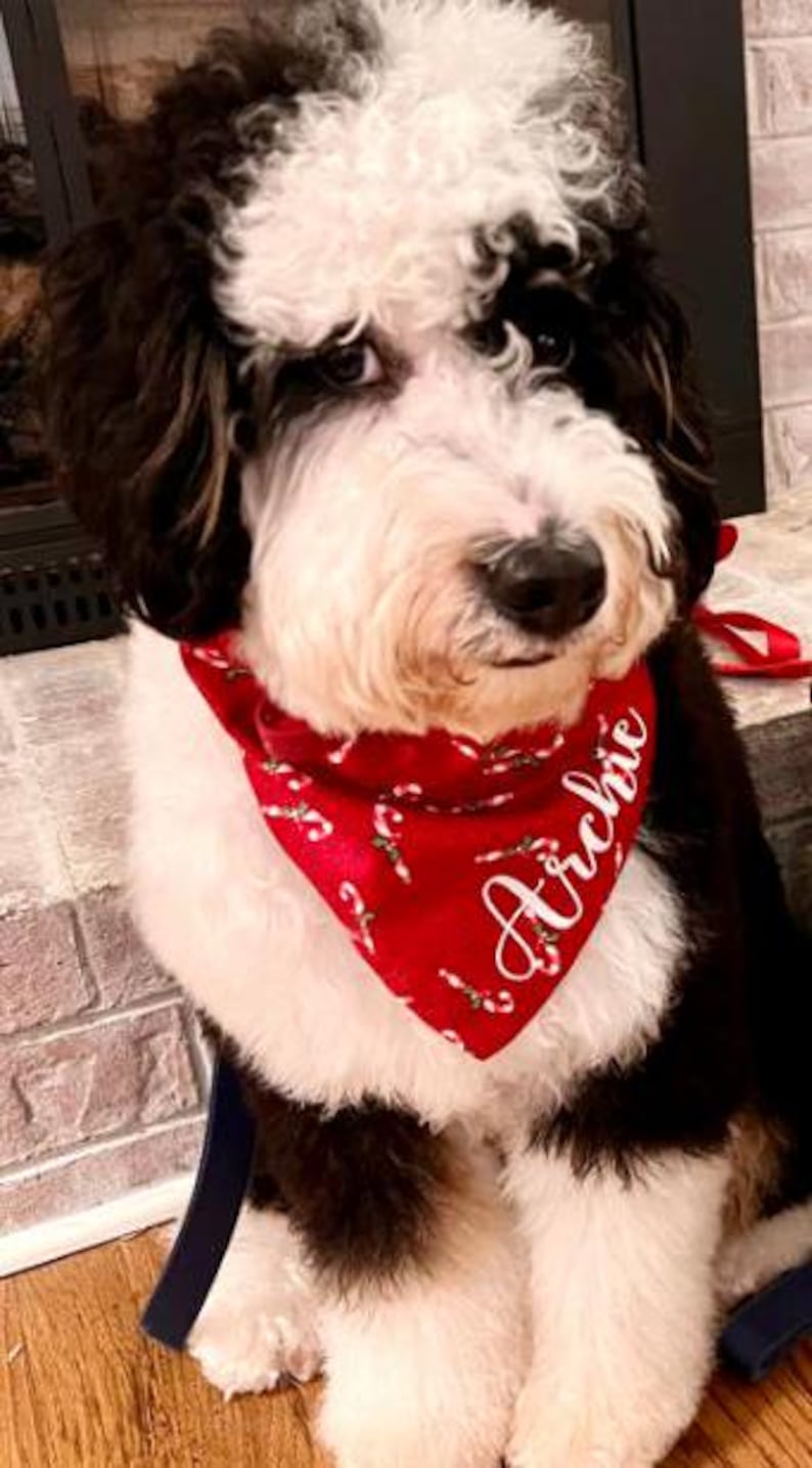 May include: A white and black dog wearing a red bandana with white candy canes and the name "Archie" embroidered on it.