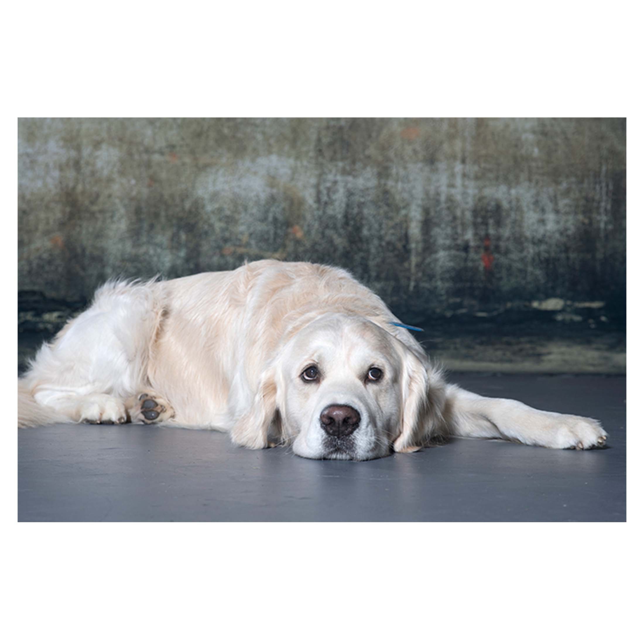 Wall Sticker Golden Retriever Dog Theme Poster Self Adhesive Etsy